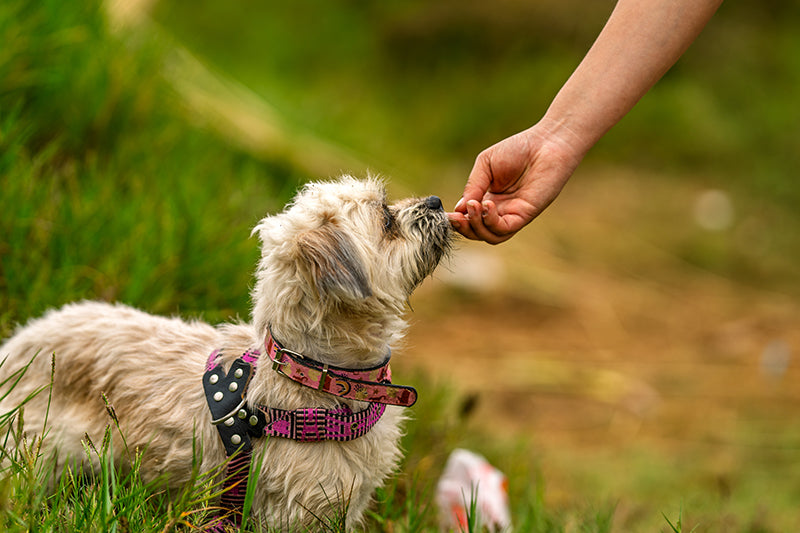 owner feeding small dog peanuts outdoors
