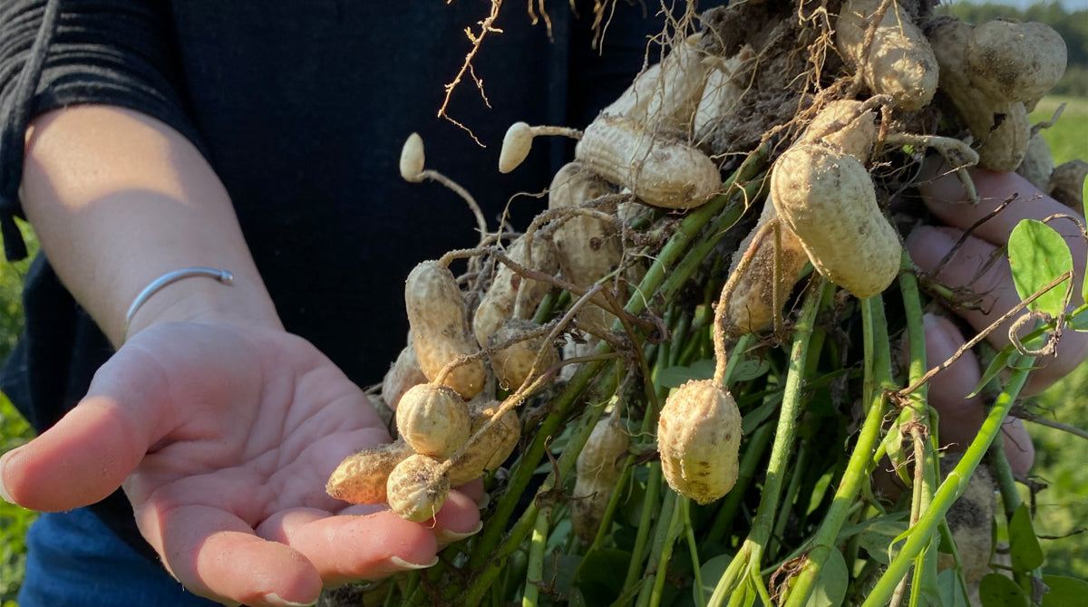 North Carolina: A Leader in the Peanut Industry