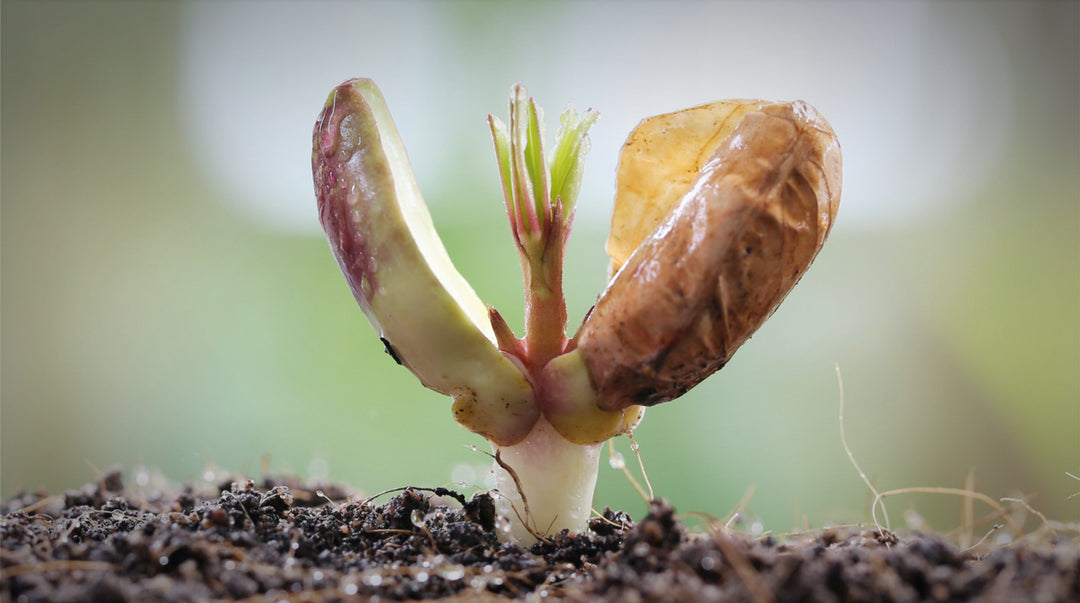 Peanut Planting and Growing Season is Here!