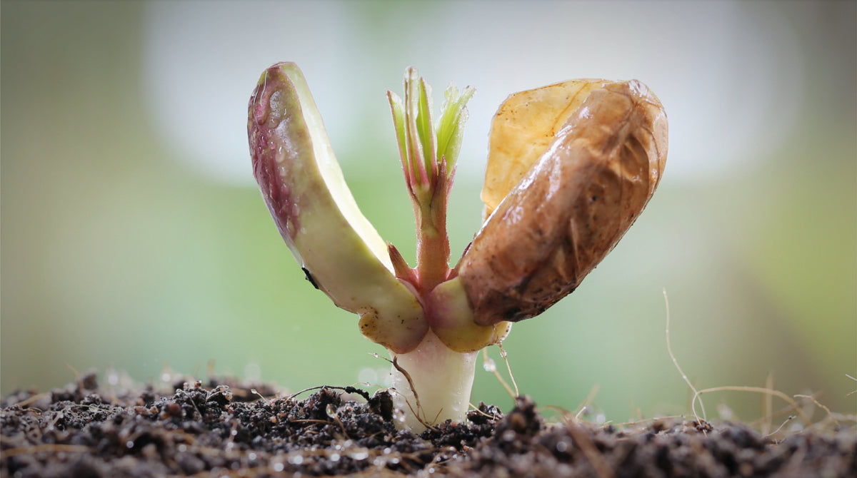 Peanut Planting and Growing Season is Here!