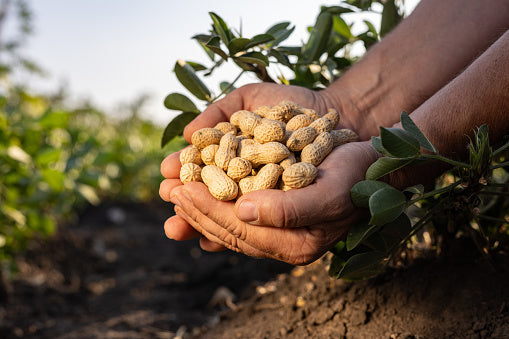 Hands holding freshly harvested in-shell peanuts in a peanut field