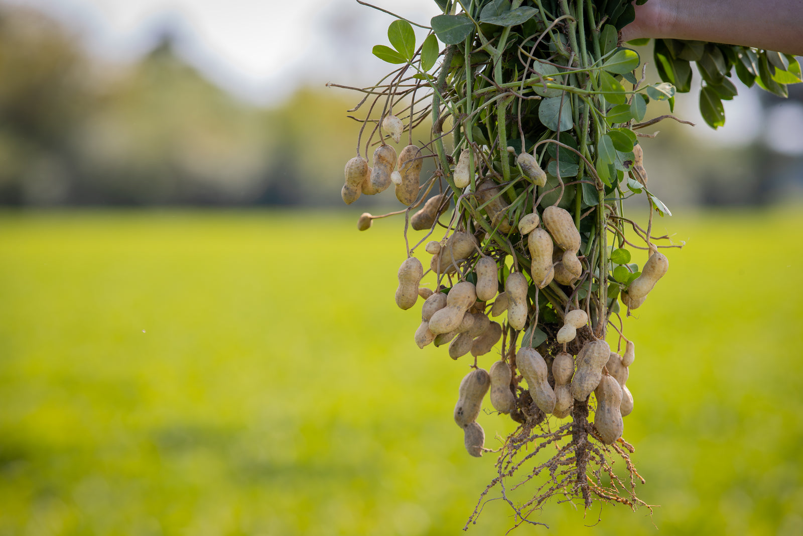 How Are Peanuts Grown?