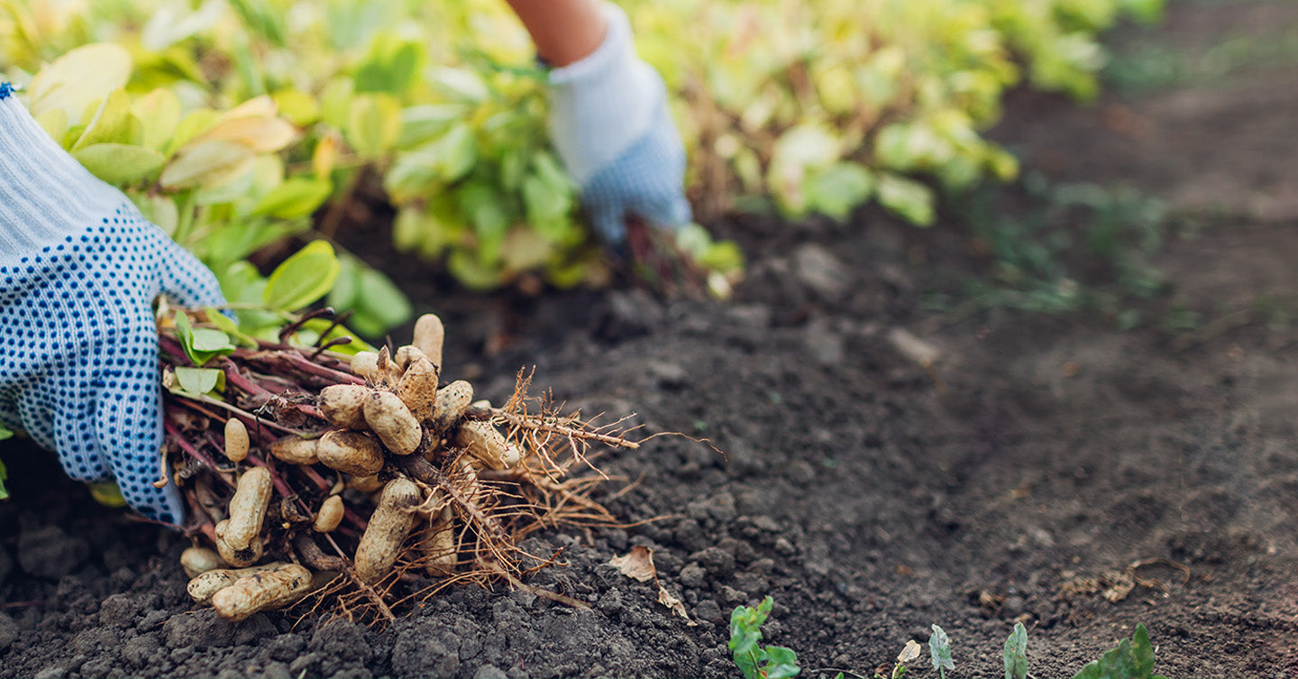 digging up peanuts